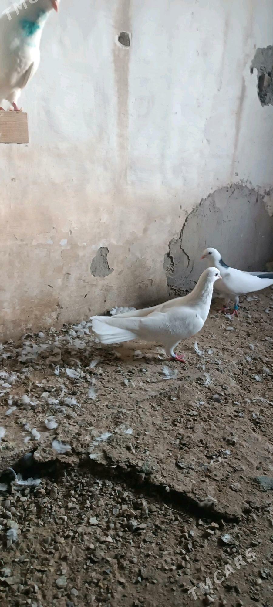 kepderi - Балканабат - img 2