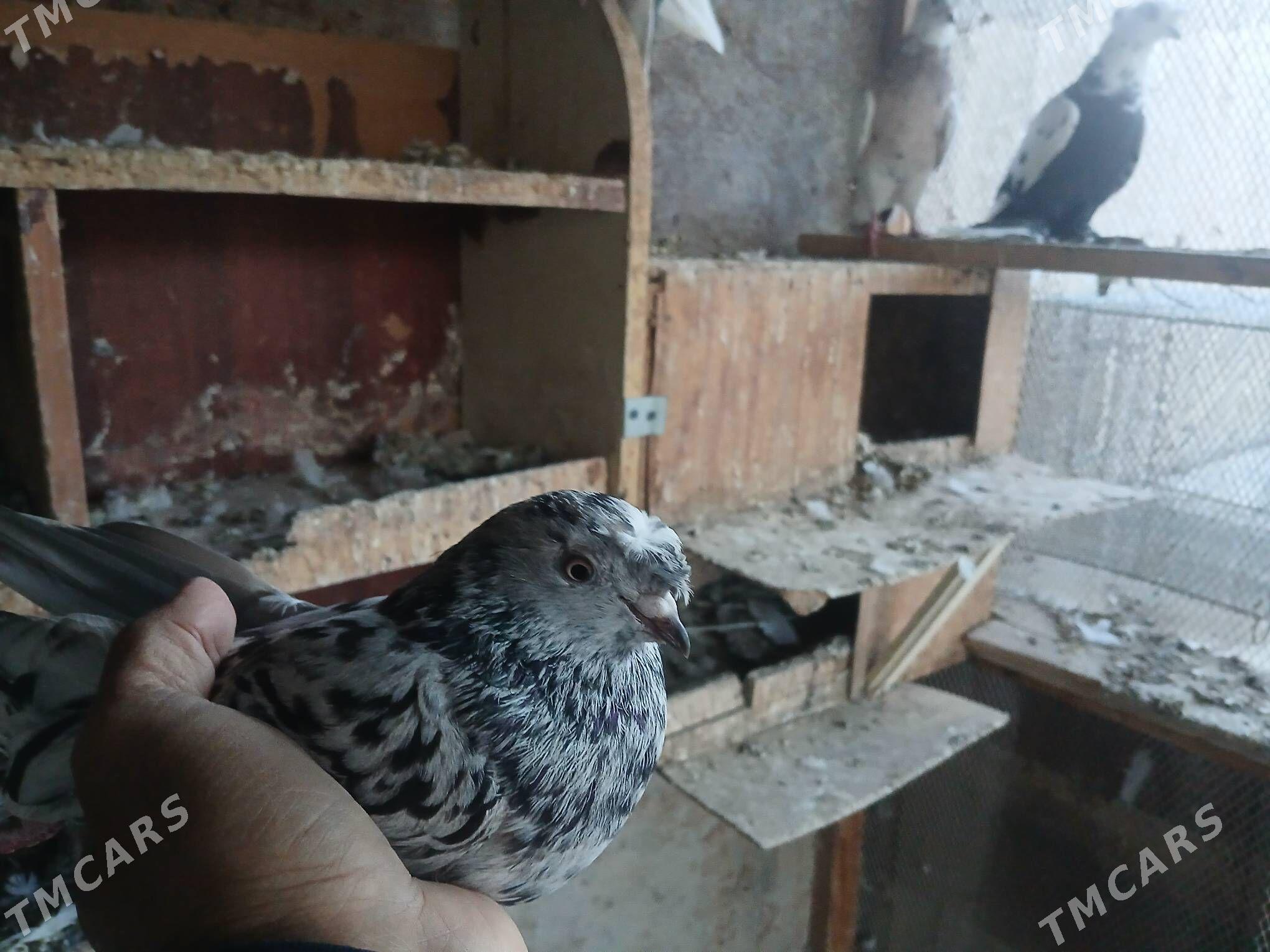 КЕПТЕР - Gurbansoltan Eje - img 4