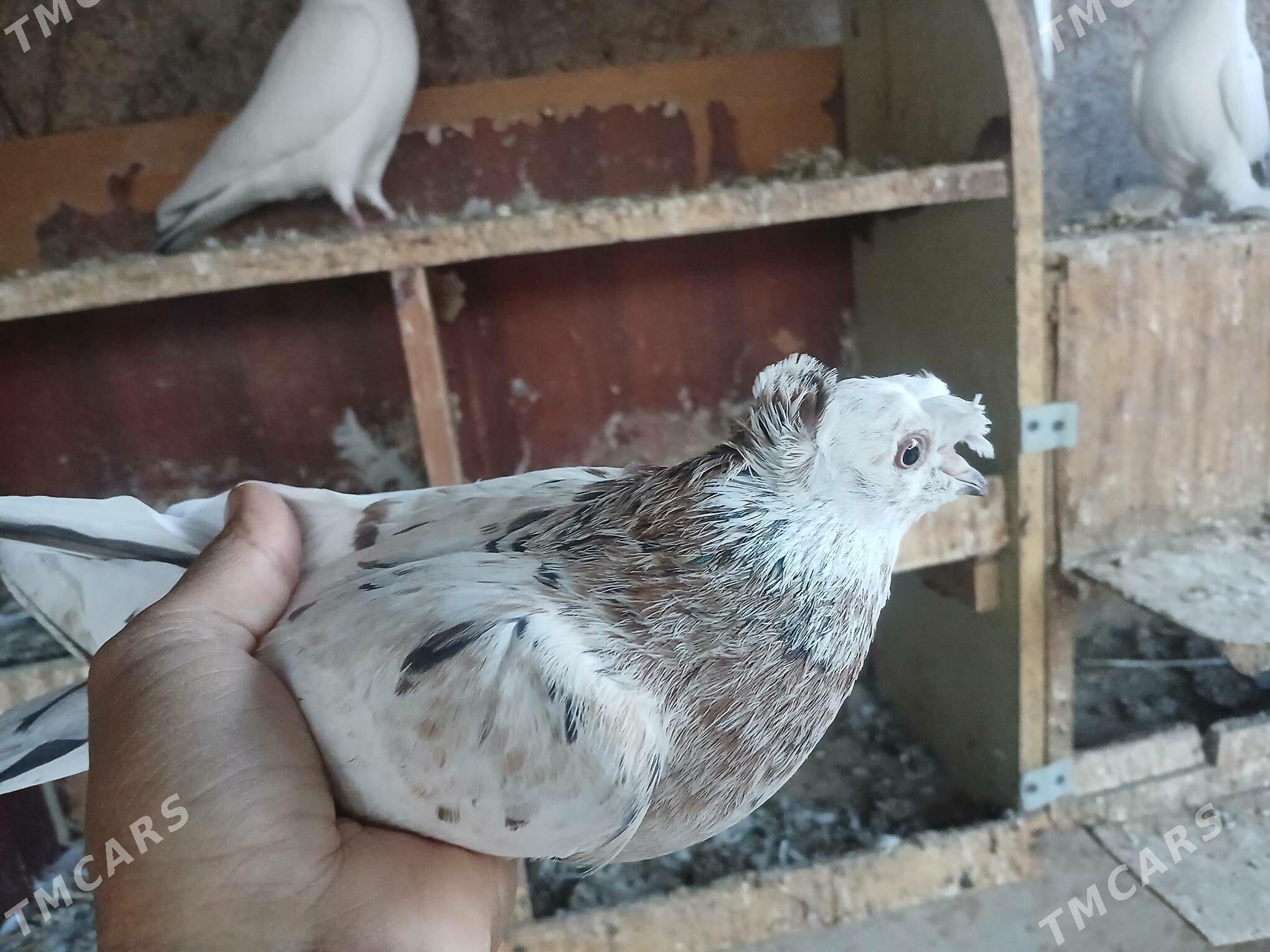 КЕПТЕР - Gurbansoltan Eje - img 5