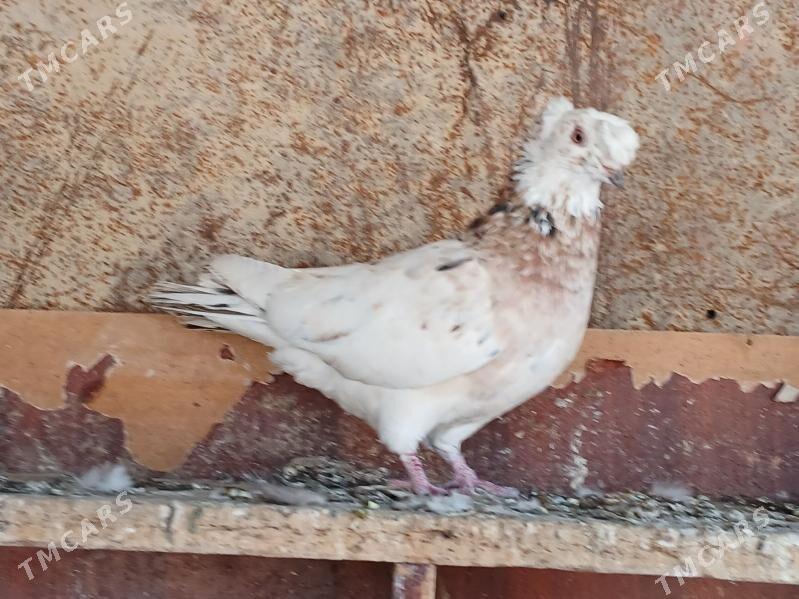 КЕПТЕР - Gurbansoltan Eje - img 6