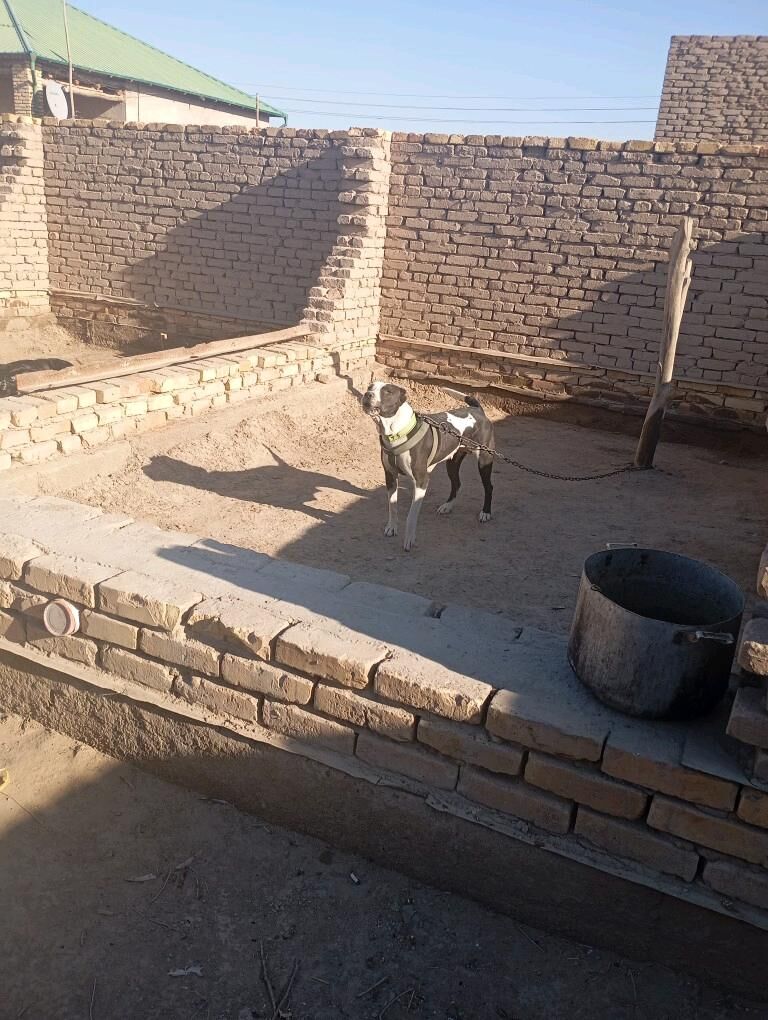 it pitbull - Şabat etr. - img 2