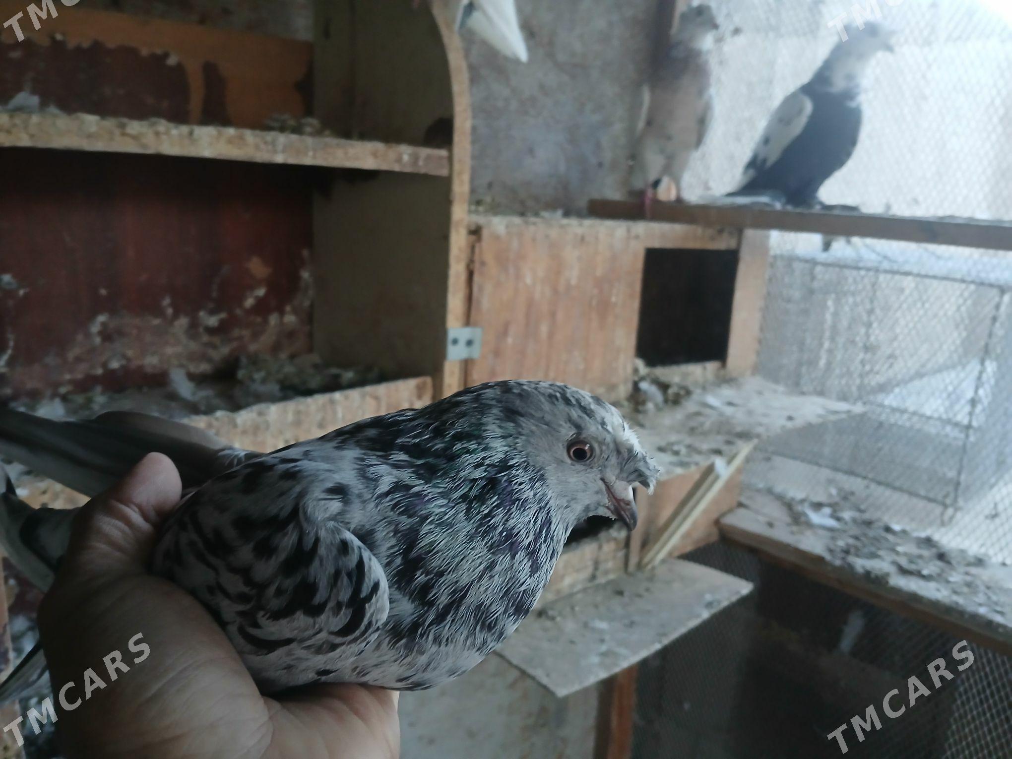 КЕПТЕР - Gurbansoltan Eje - img 3