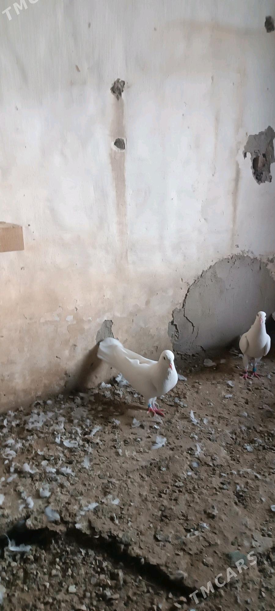 kepderi - Балканабат - img 4