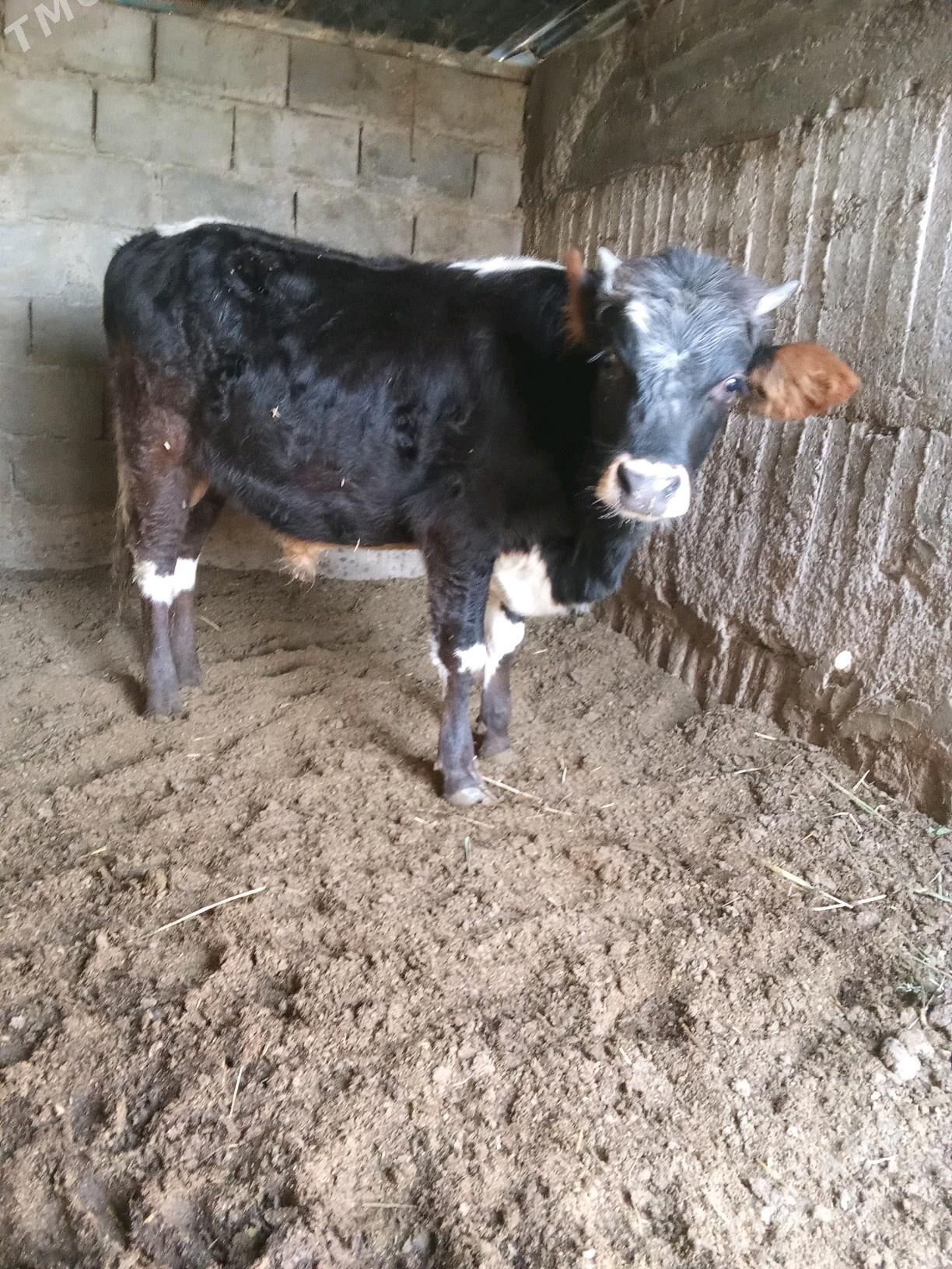 öküz - Büzmeýin - img 2