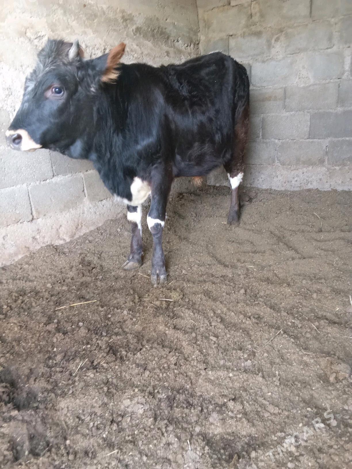 öküz - Büzmeýin - img 1