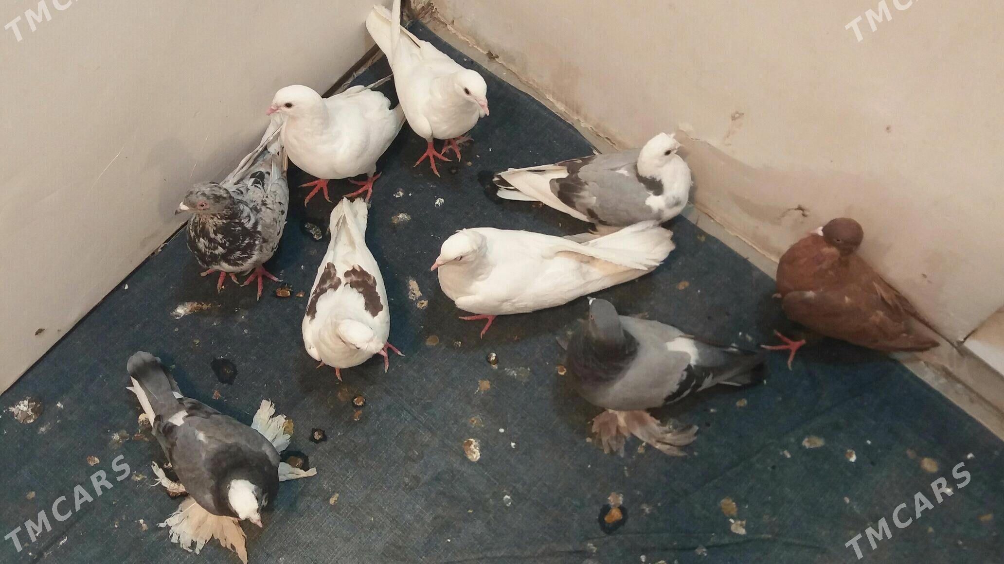 Kepderi - Mary - img 3