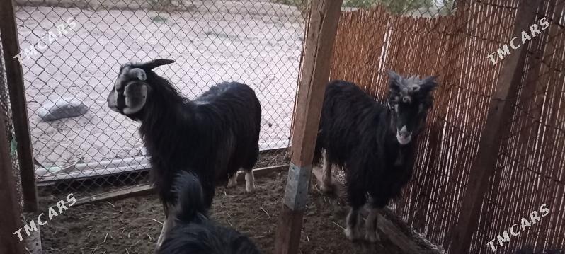 Çebişler - Гёкдепе - img 2