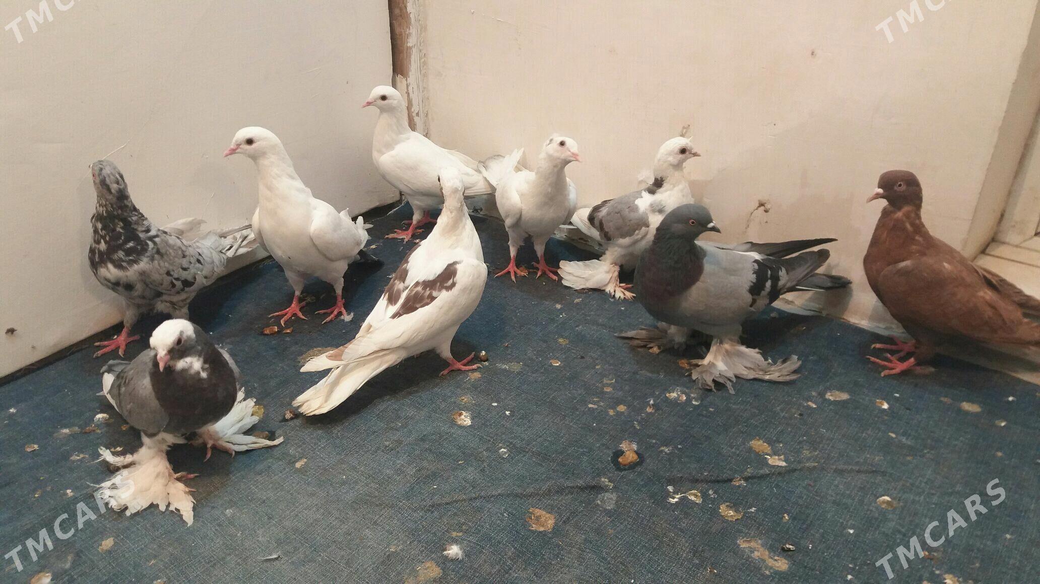 Kepderi - Mary - img 2