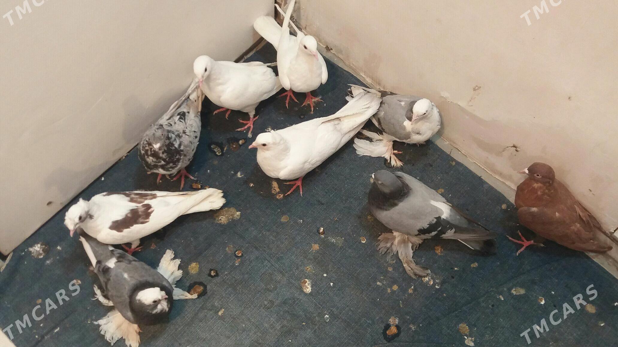 Kepderi - Mary - img 4