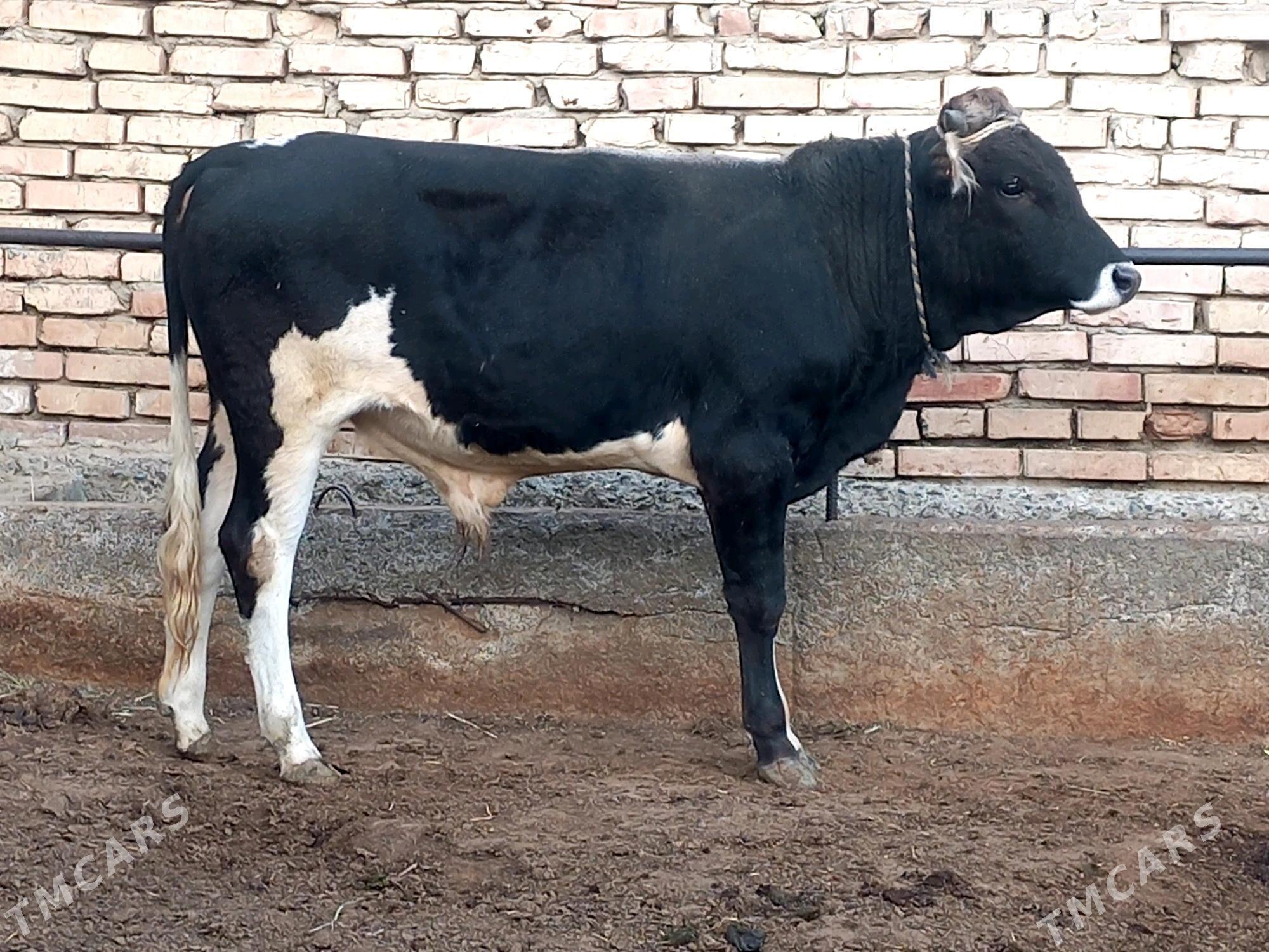 okuz - Гёкдепе - img 1