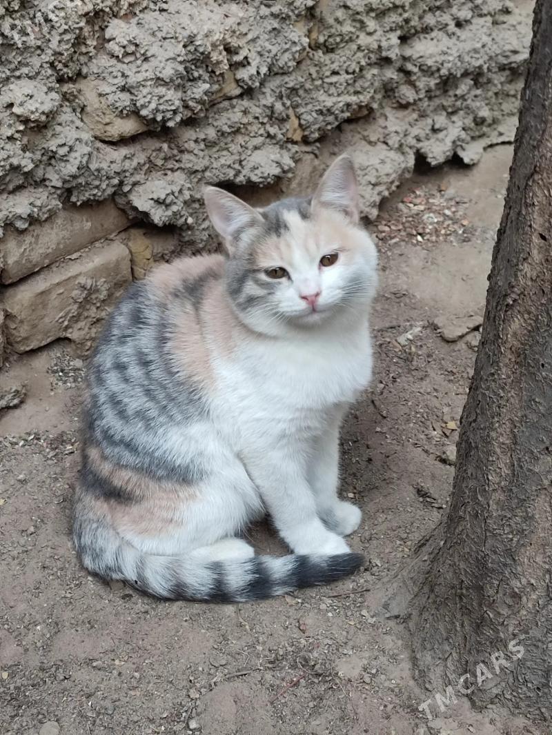 бесплатно, в добрые руки - Ашхабад - img 2