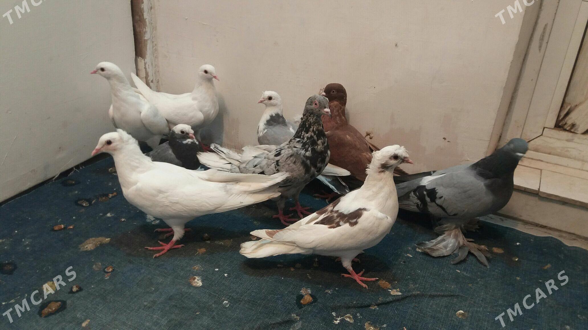 Kepderi - Mary - img 5