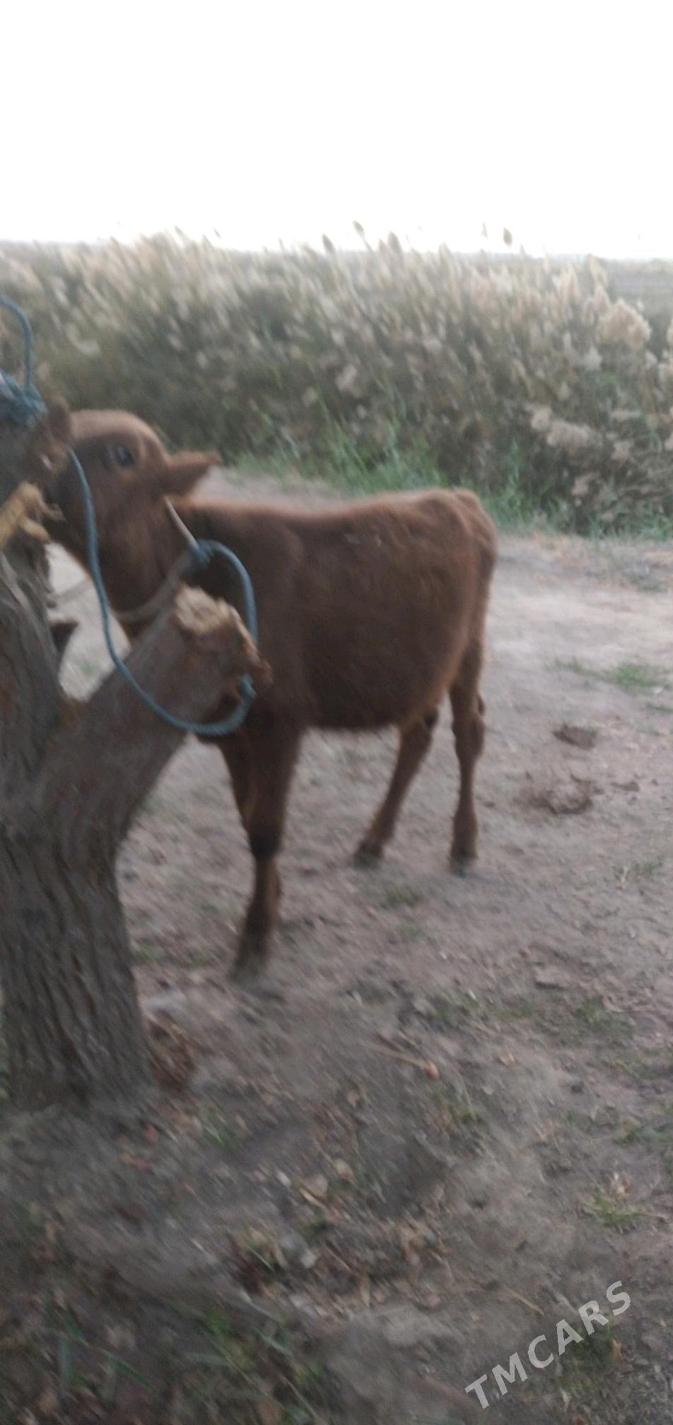 Öküzçe - Чарджоу - img 2