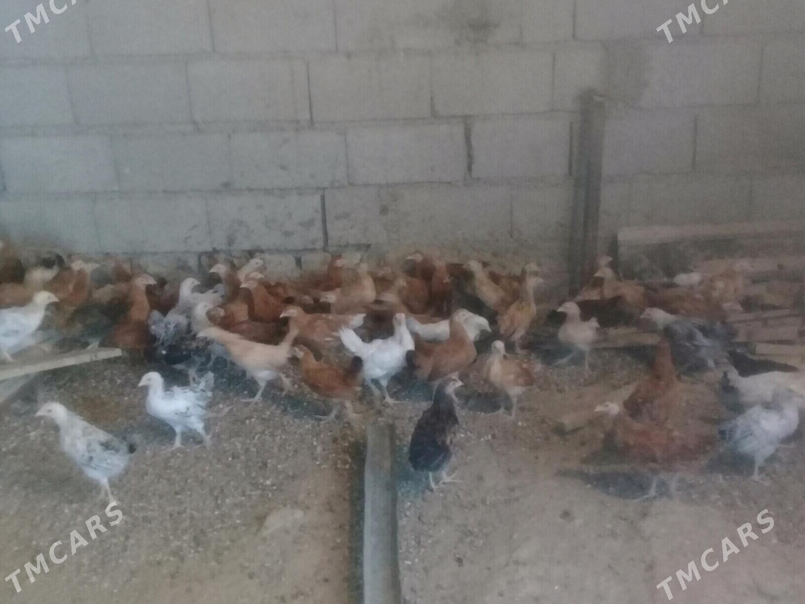 elin juje - Бахарден - img 1