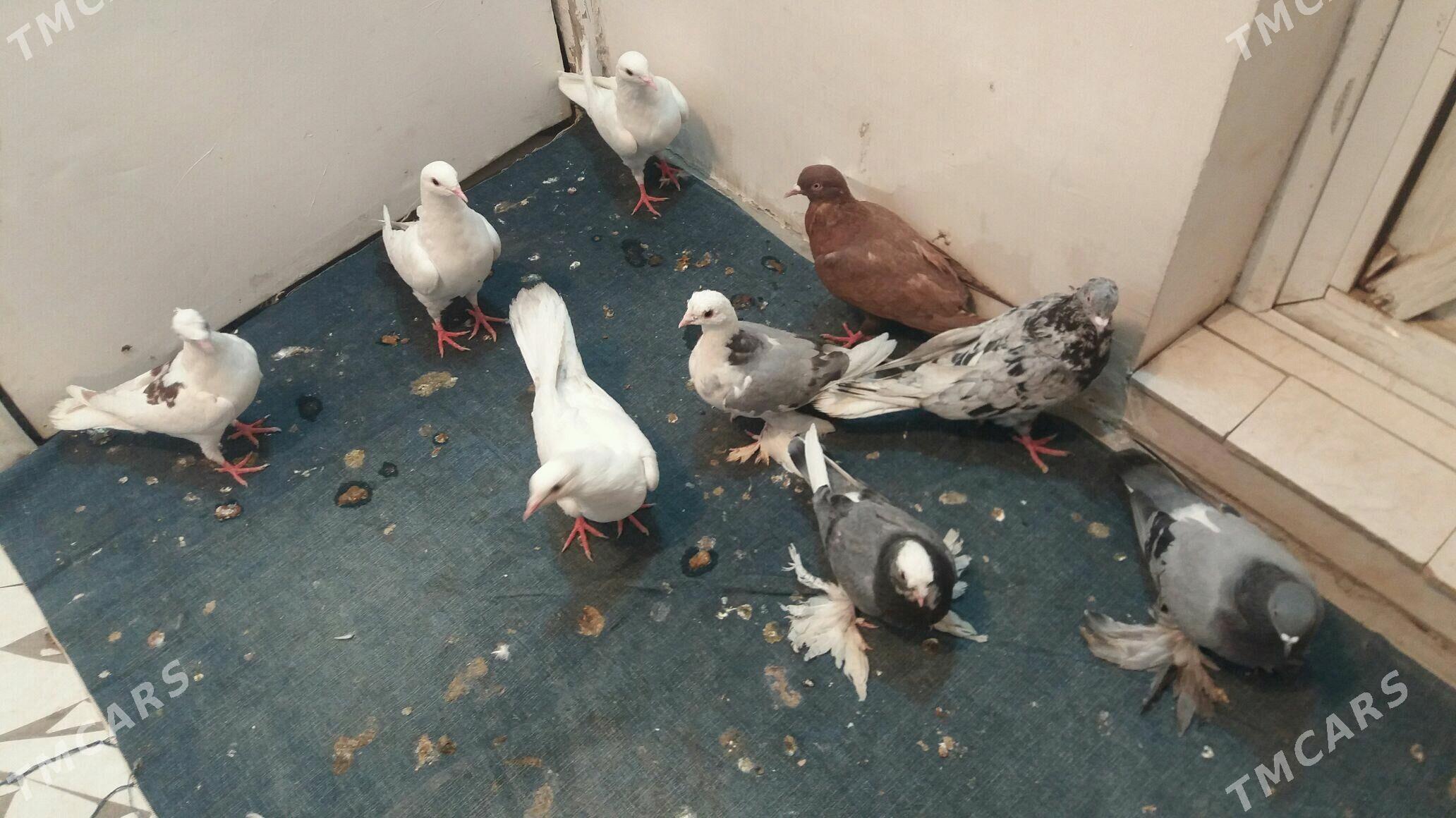 Kepderi - Mary - img 6