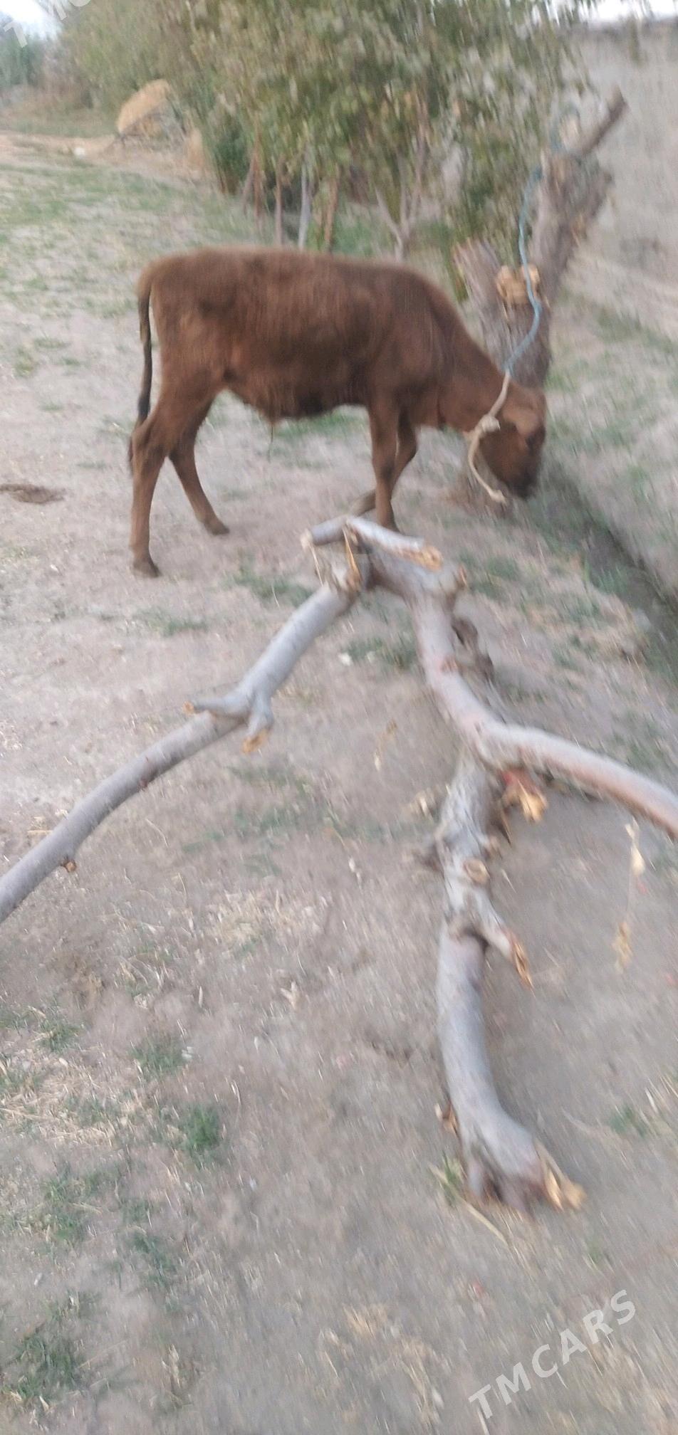 Öküzçe - Чарджоу - img 1