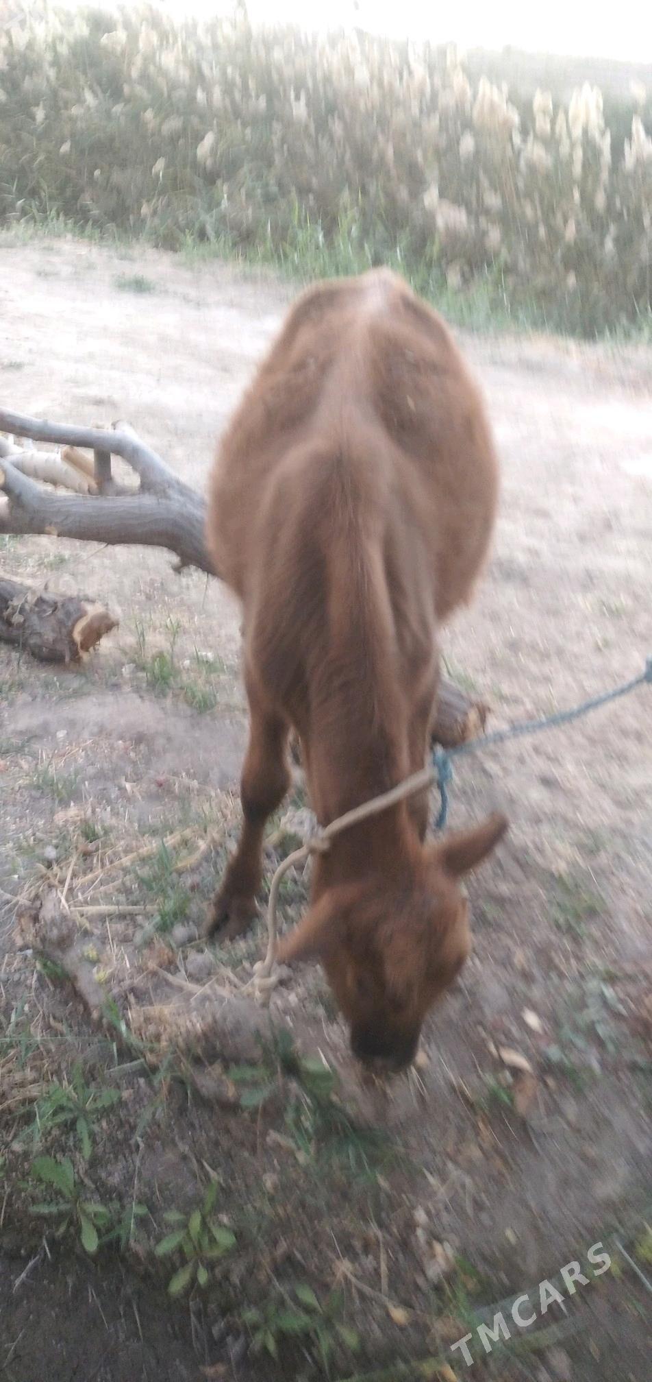 Öküzçe - Чарджоу - img 3