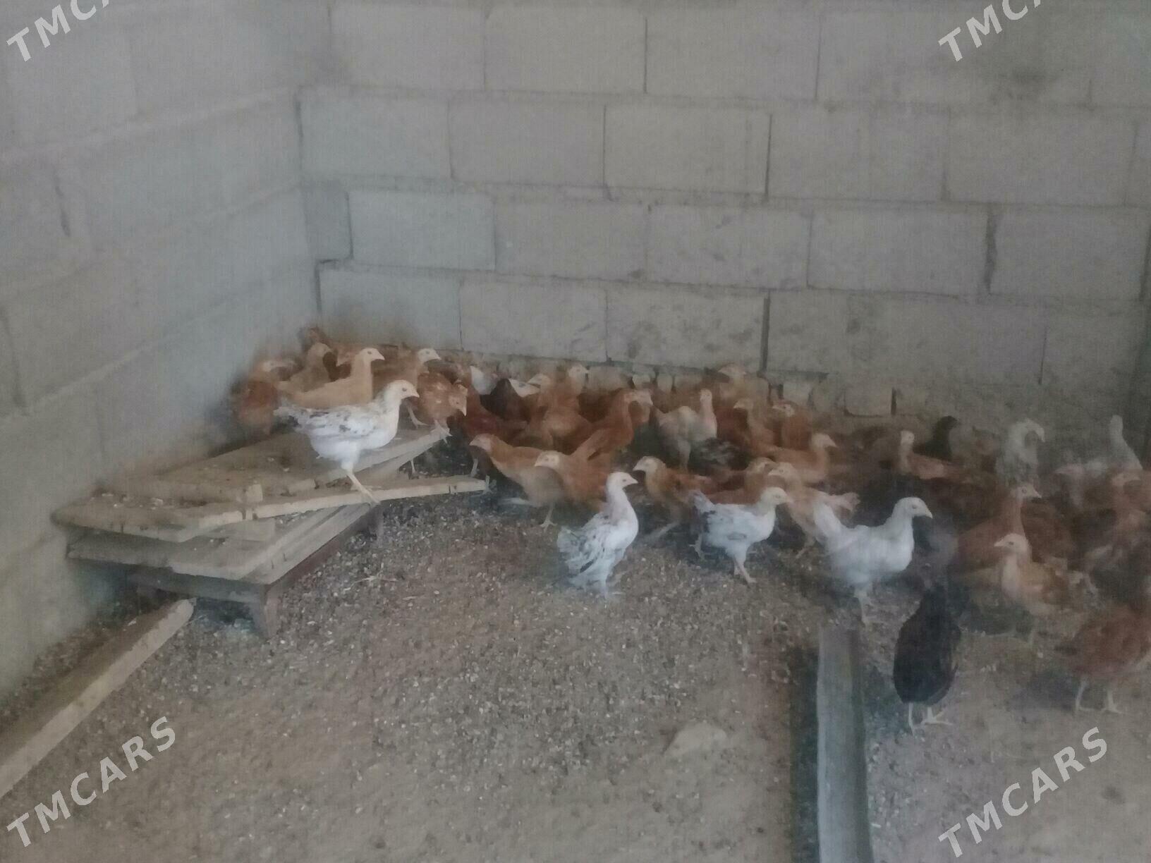 elin juje - Бахарден - img 2