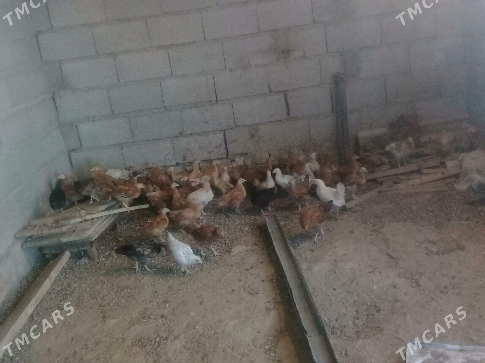 elin juje - Бахарден - img 3