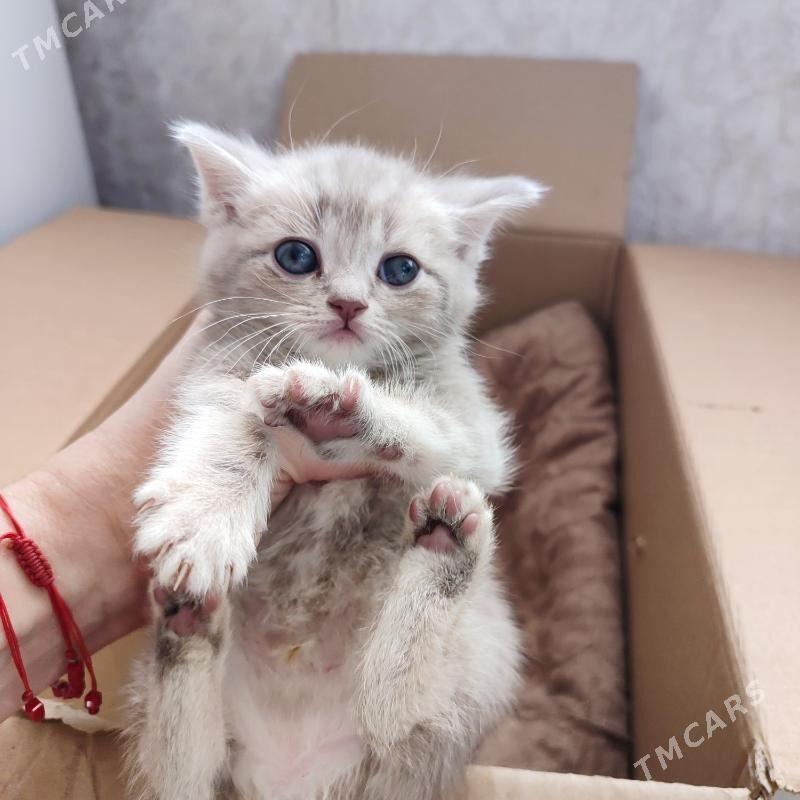 котята - Balkanabat - img 2