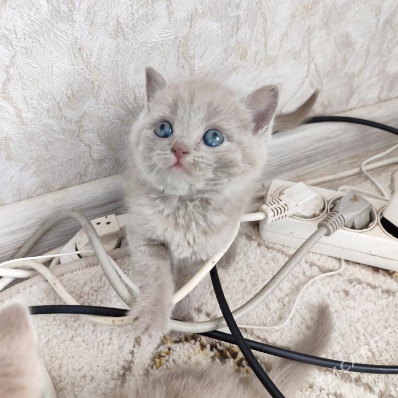 котята - Balkanabat - img 4