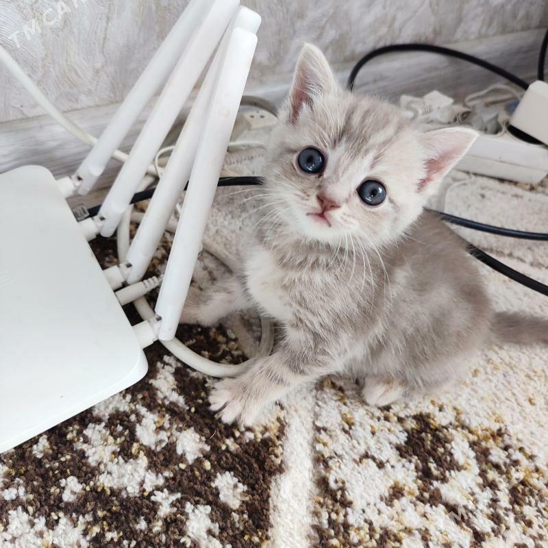 котята - Balkanabat - img 3