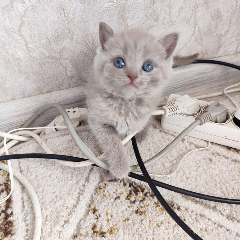 котята - Balkanabat - img 5