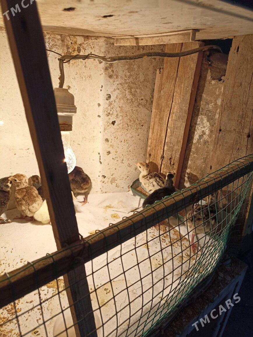 индук жуже - Farap - img 5