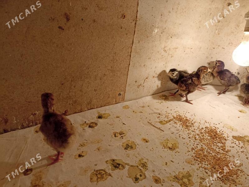 индук жуже - Farap - img 3