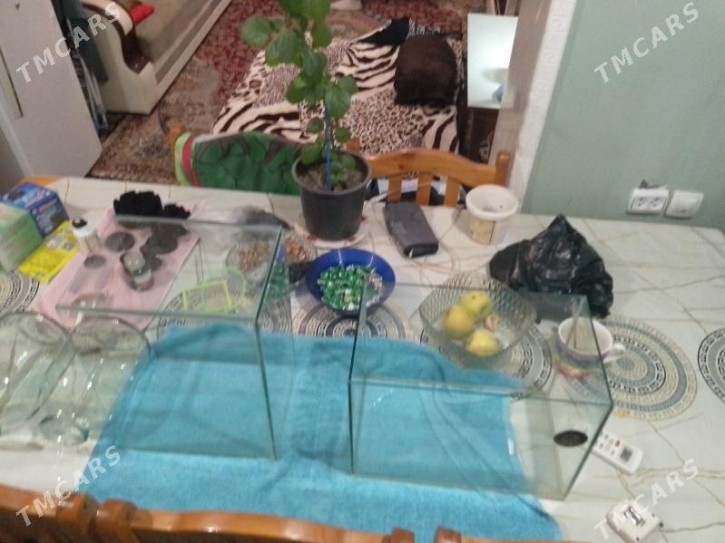 продаю аквариум 22 литра - Türkmenabat - img 2