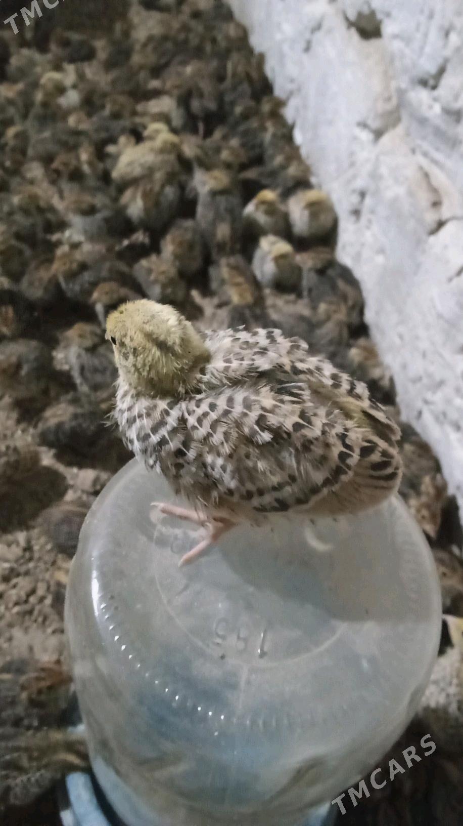 Bedene jüje - Бедев - img 2