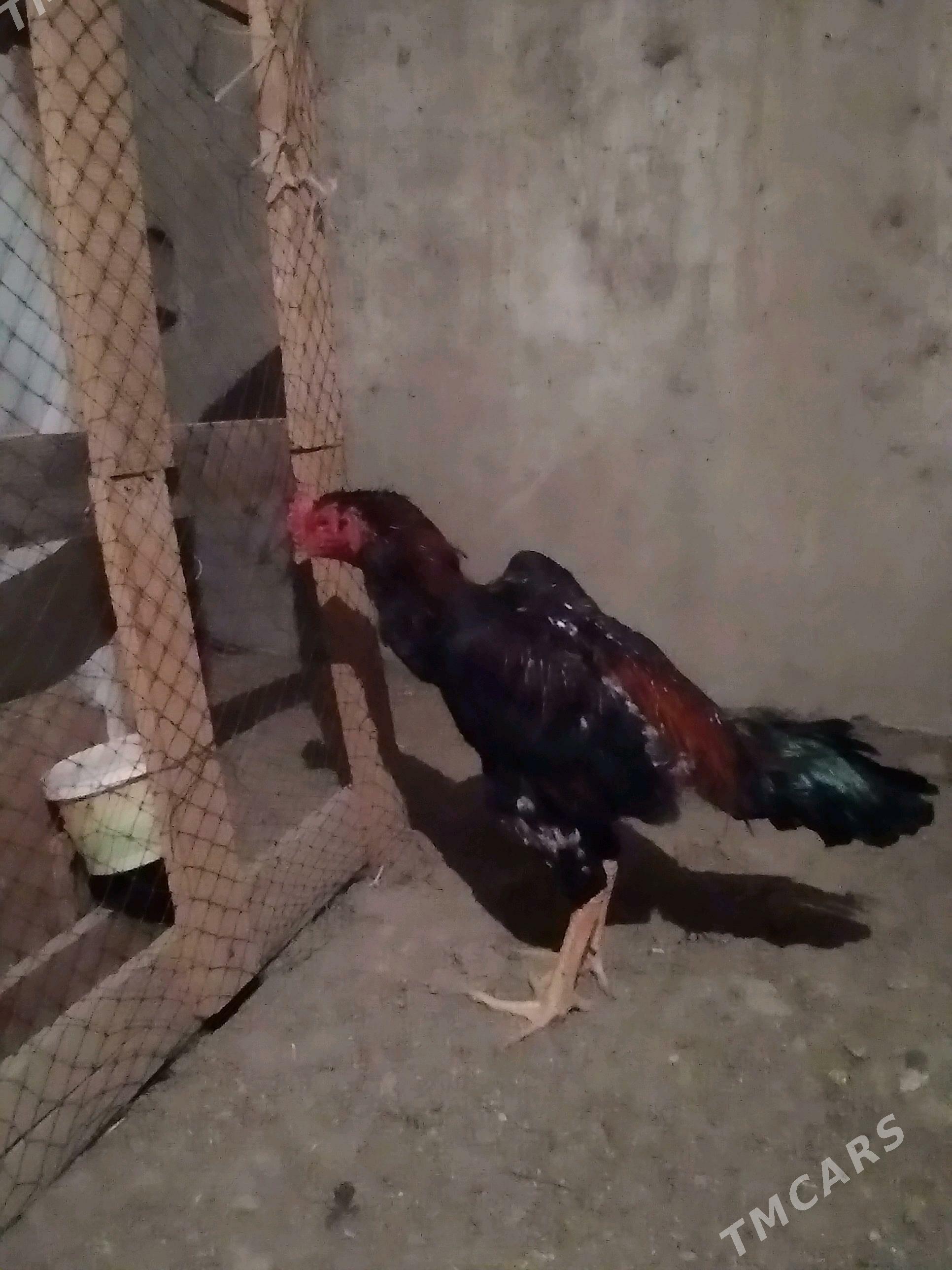 taskenit horoz - Gökdepe - img 2