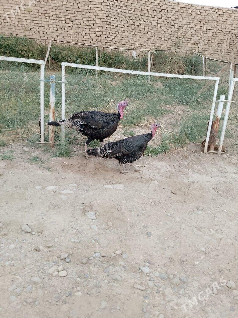 İNDUK - Теджен - img 3