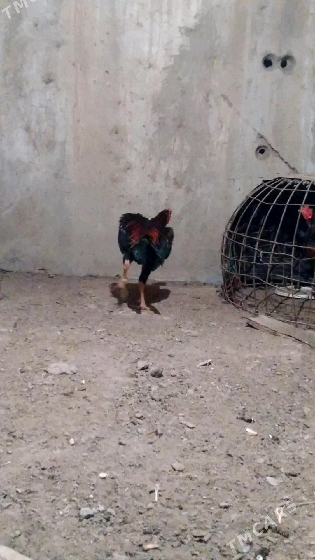 taskenit horoz - Gökdepe - img 3