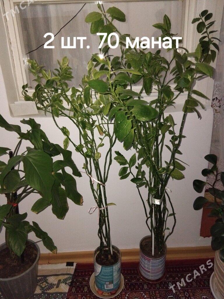 Комнатные цветы. öý gülleri - Гаудан "А" - img 4