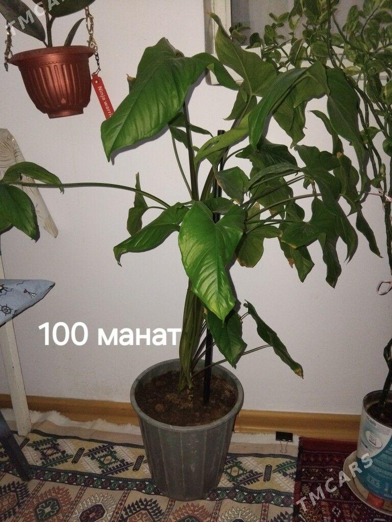 Комнатные цветы. öý gülleri - Гаудан "А" - img 3