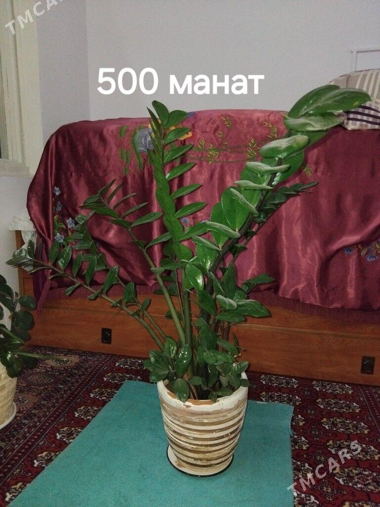 Комнатные цветы. öý gülleri - Гаудан "А" - img 2