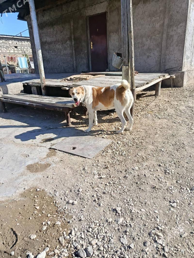 alabay - Balkanabat - img 4