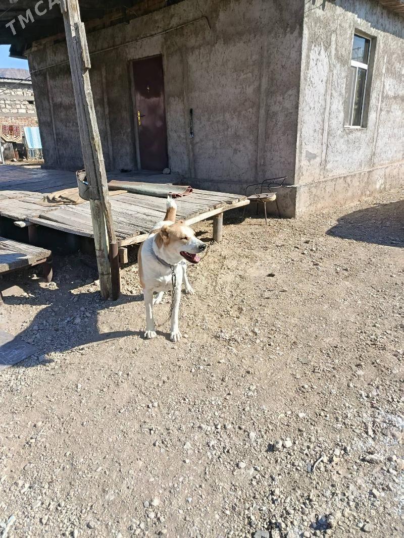 alabay - Balkanabat - img 3