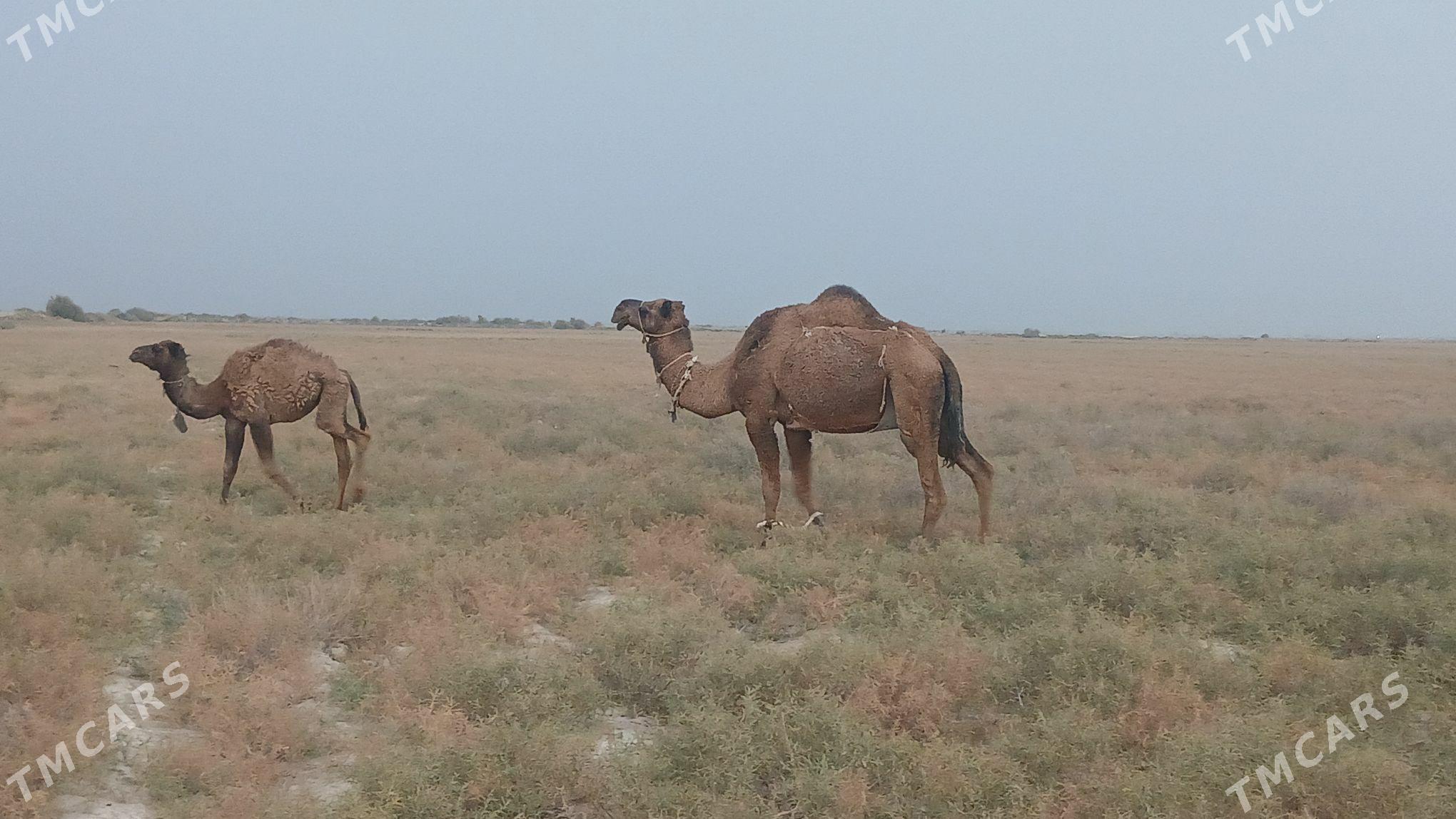 дуйелер - Яшлык - img 4