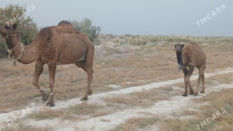 дуйелер - Яшлык - img 3