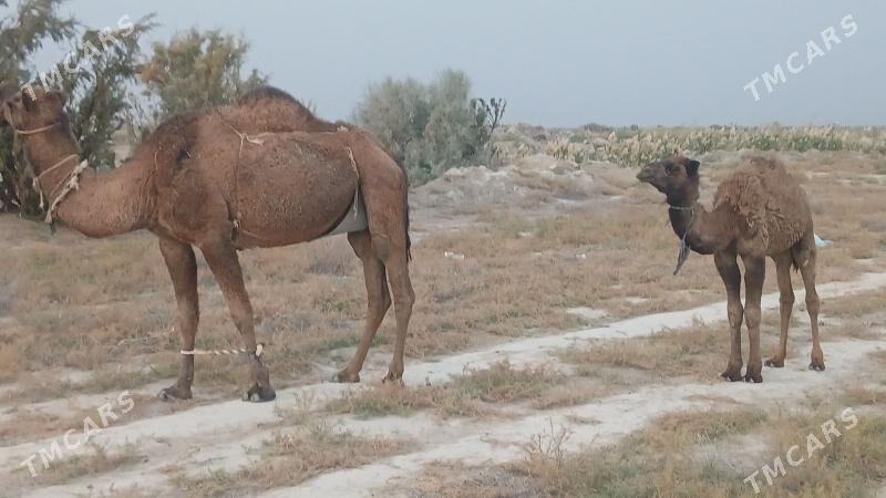 дуйелер - Яшлык - img 2