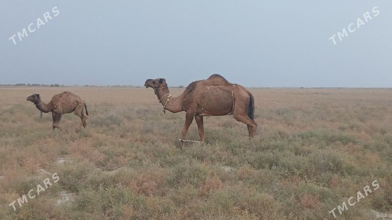 дуйелер - Яшлык - img 5