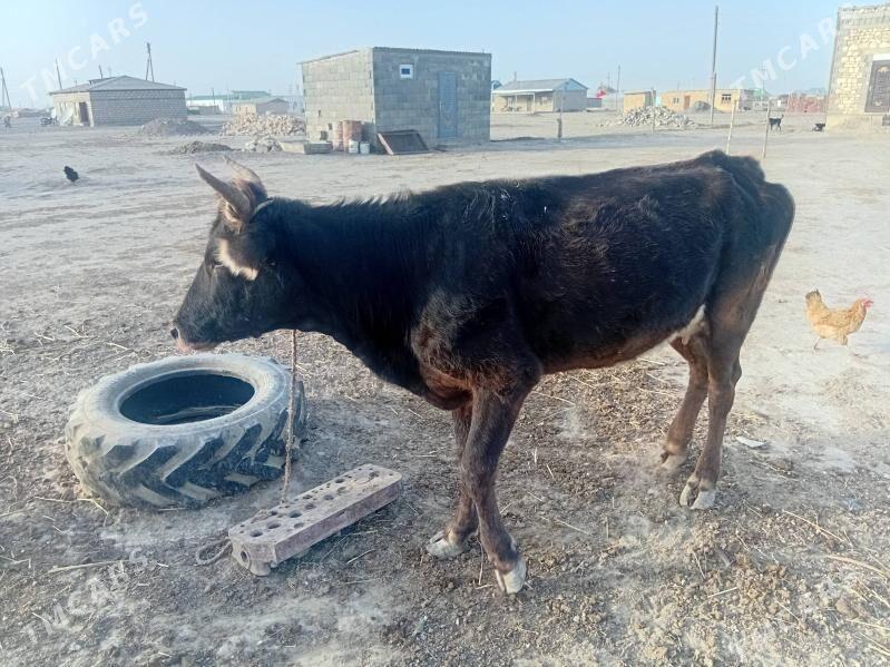 sygyr - Гызыларбат - img 1