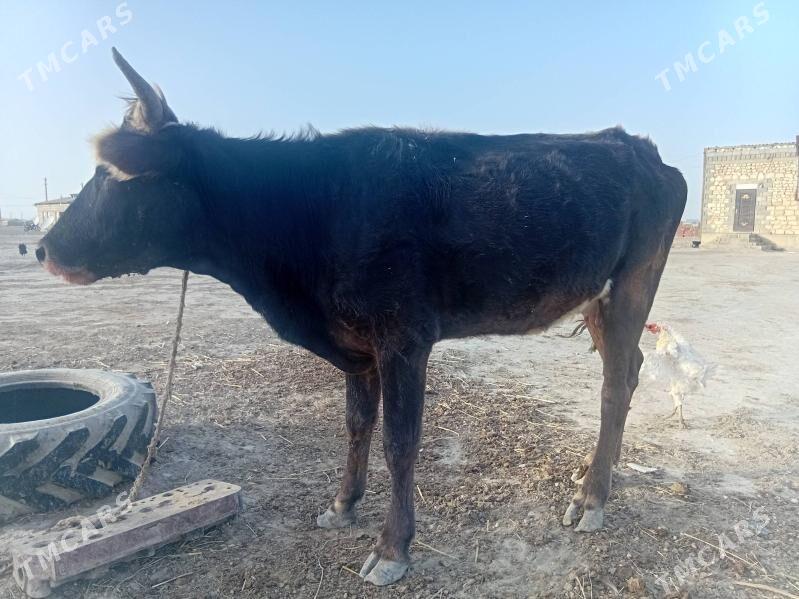 sygyr - Гызыларбат - img 2