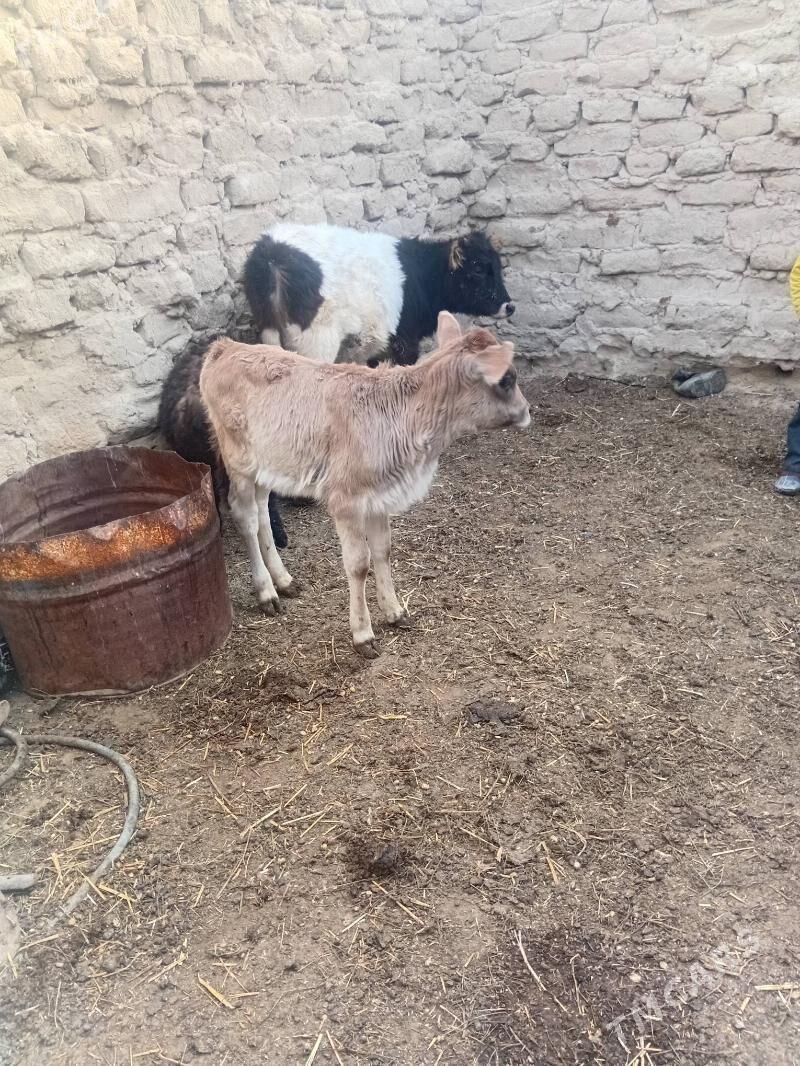 sygyr - Гызыларбат - img 3