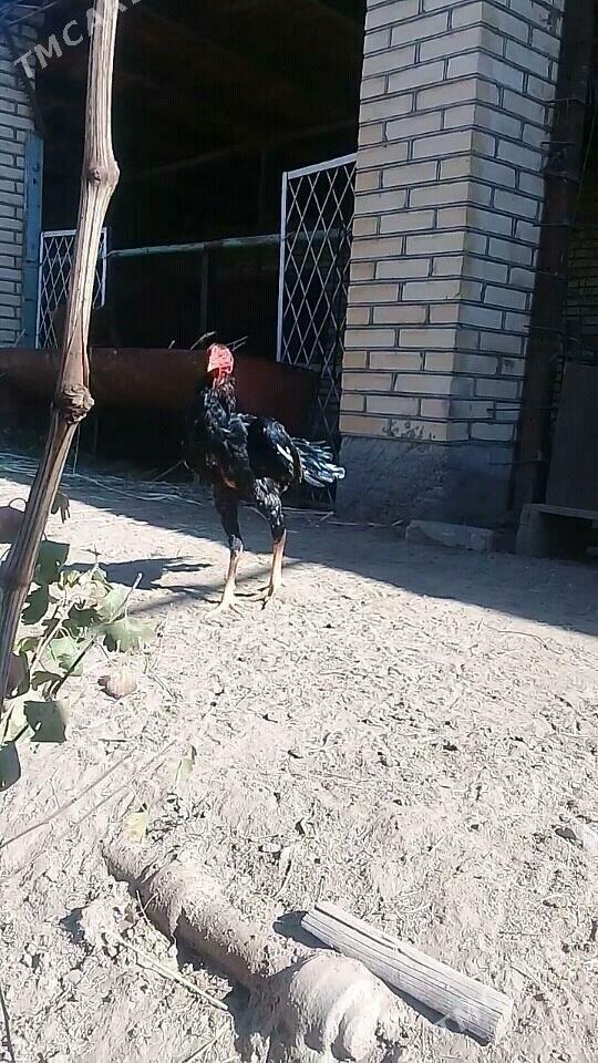 bayes juyje - Векильбазар - img 2