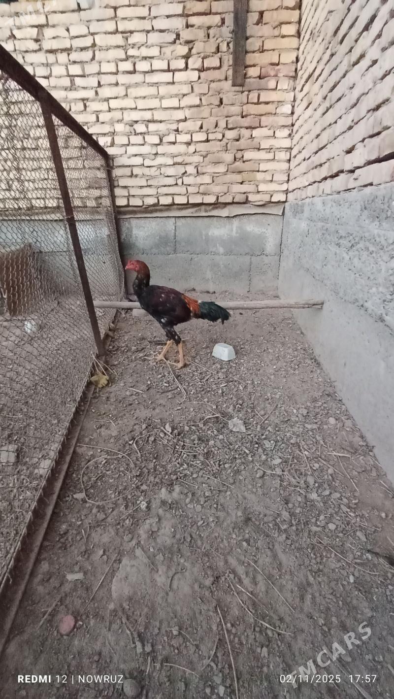 baysy horaz - Сакар - img 3