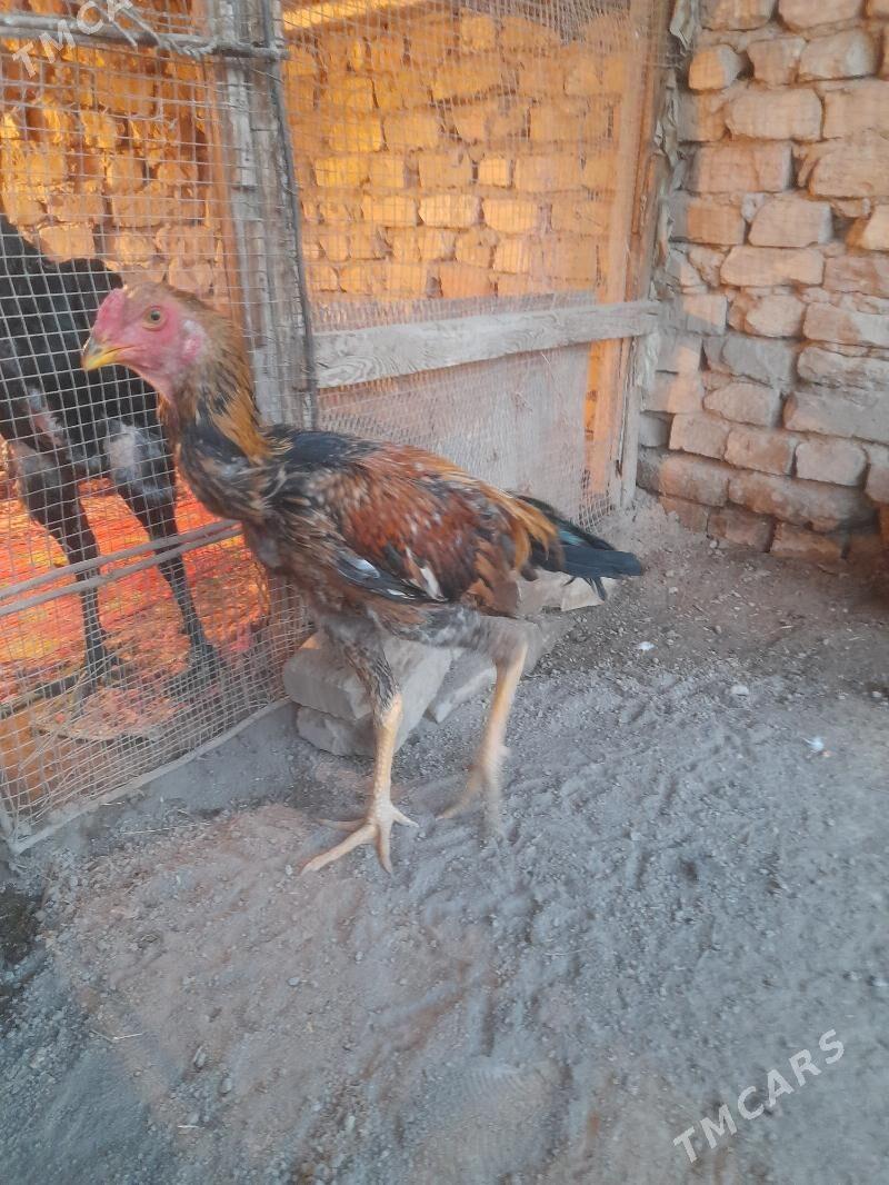 oy haywanlary - Türkmenabat - img 3