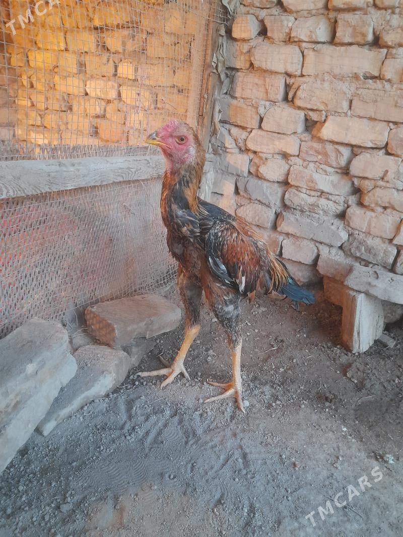 oy haywanlary - Türkmenabat - img 2